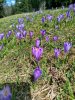Wycieczka Kraków - Szczawnica - Zakopane 20-22.04.2026 r.