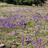 Wycieczka Kraków - Szczawnica - Zakopane 20-22.04.2026 r.